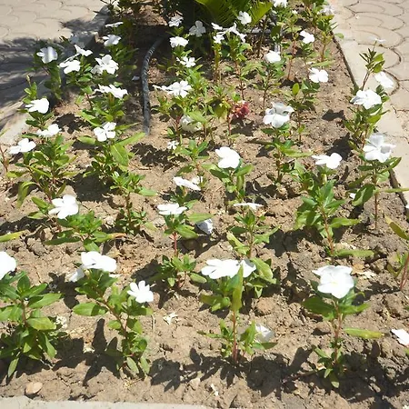 Gardenya House